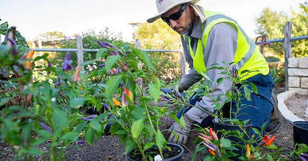 Texas ‘green industry’ shifts to steady, sustainable growth following COVID-era boom