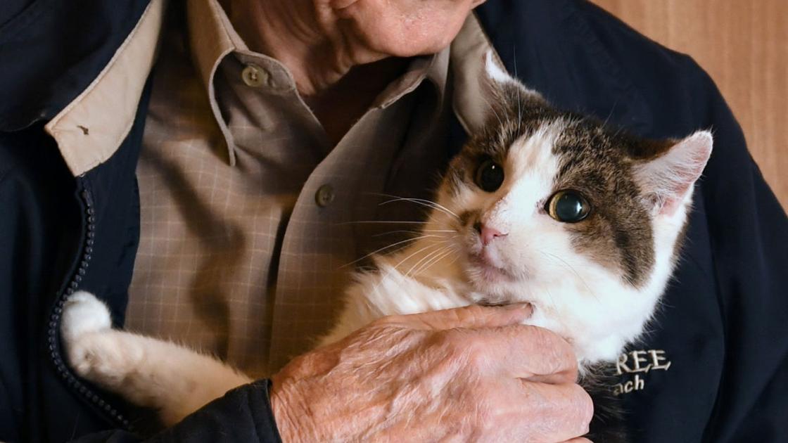 CC World s First Cloned Cat Turns 18 Years Old Texas A M News cc-world-s-first-cloned-cat-turns-18-years-old-texas-a-m-news