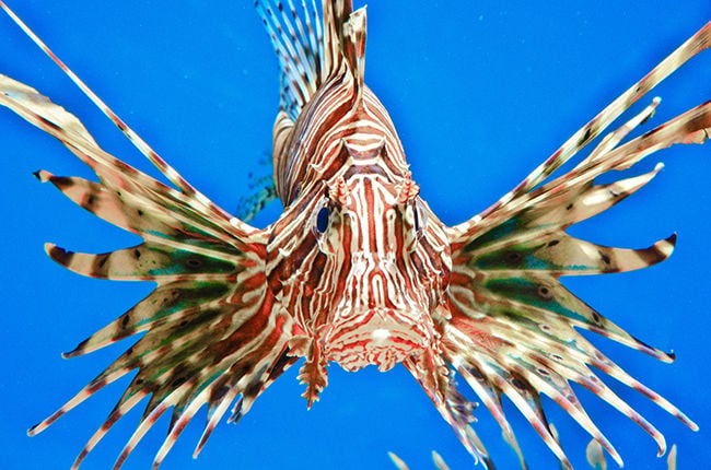 a-m-marine-biologist-eat-lionfish-before-they-eat-up-the-gulf-coast