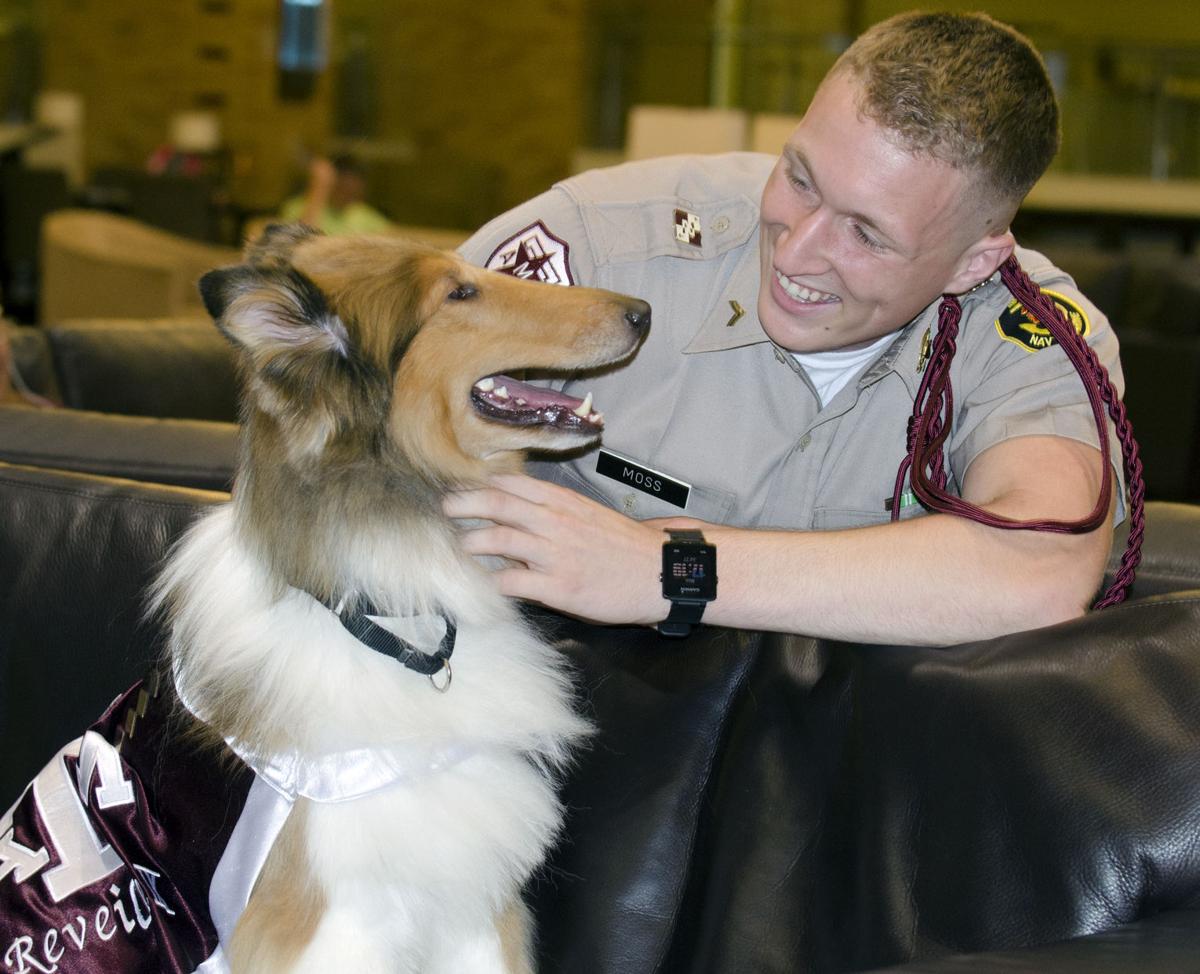 Reveille IX and mascot corporal Ian Moss prepare for their fall debut | Campus News ...1200 x 974