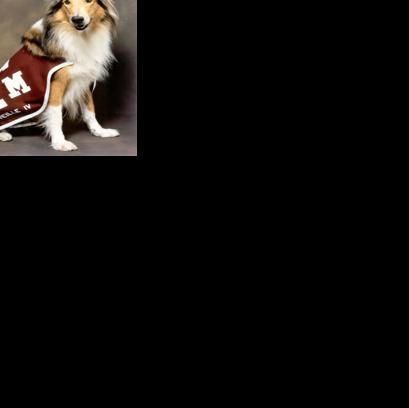 Today in Aggie History, Dec. 1: Reveille IV attends her final football ...