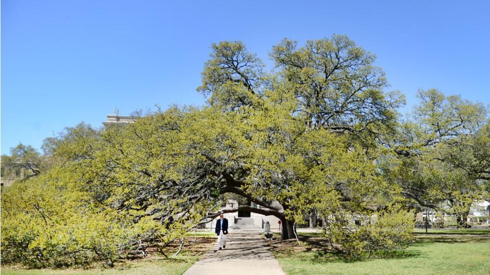 Century Tree Landmarks Statues Myaggienation Com