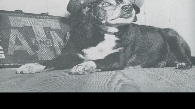 How A Stray Dog Became Reveille The First Lady Of Aggieland Reveille Myaggienation Com