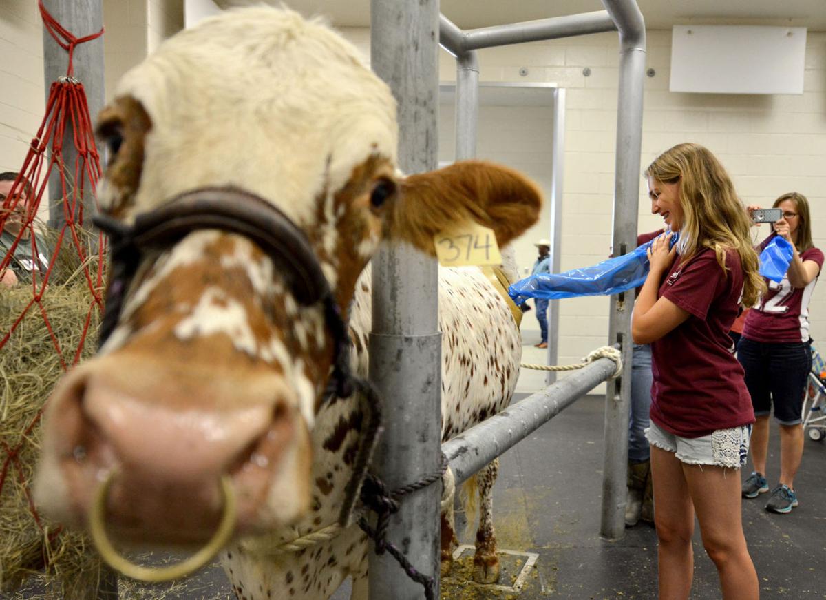 Texas A&M offers insight into world of veterinarians at annual Vet School Open House ...