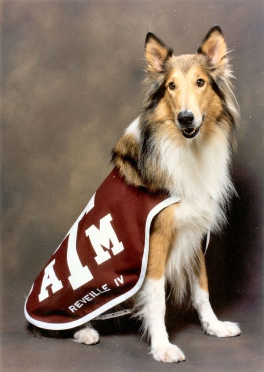 How a stray dog became Reveille, the First Lady of Aggieland Reveille