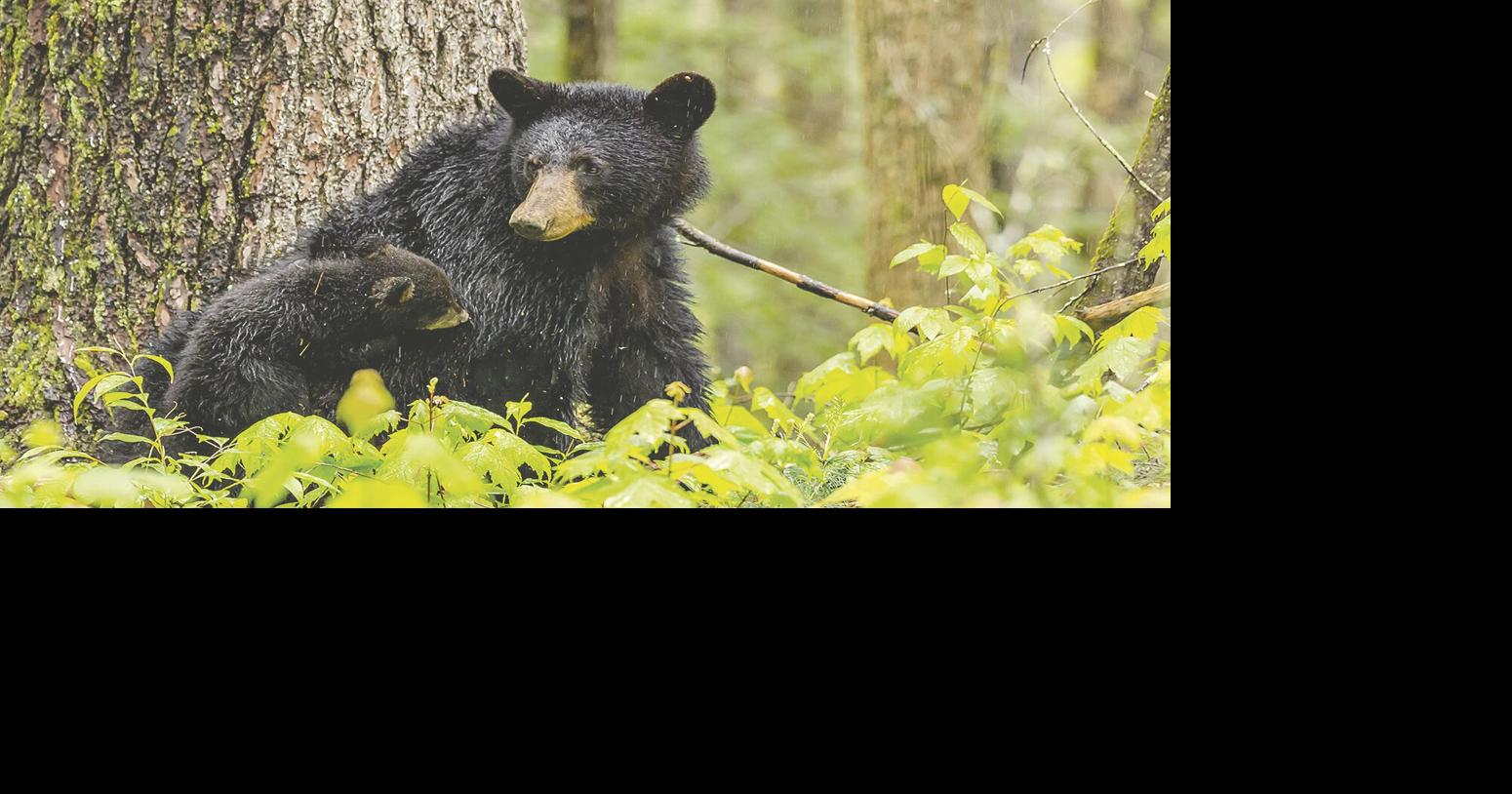 Stretch of Blue Ridge Parkway closed over bear concerns | News ...
