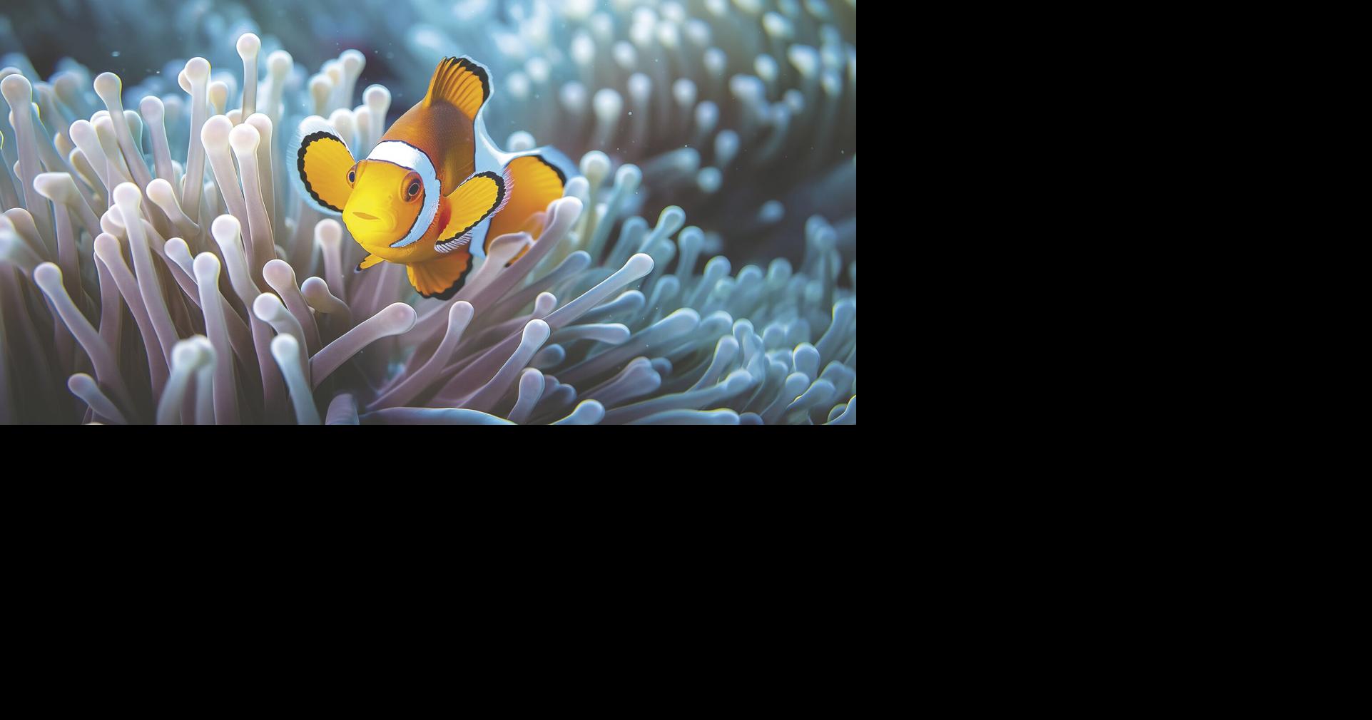 Aquariums offers free admission to military Arts & Entertainment