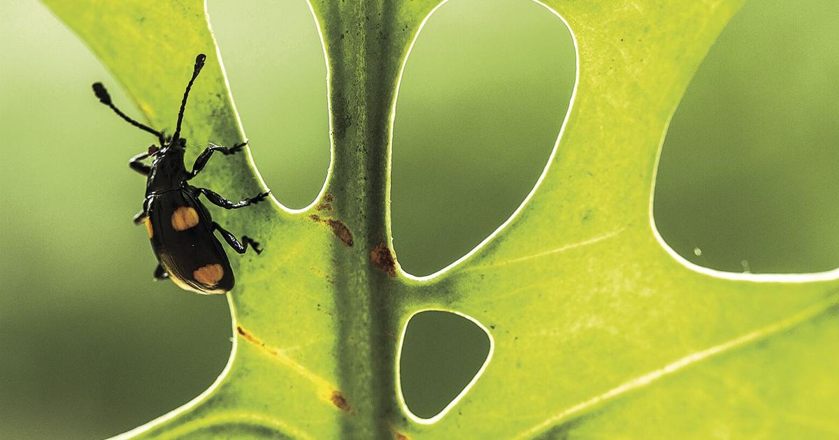 Liring Insect Better Living Series insect workshop Feb. 21 | News | mydailyrecord.com