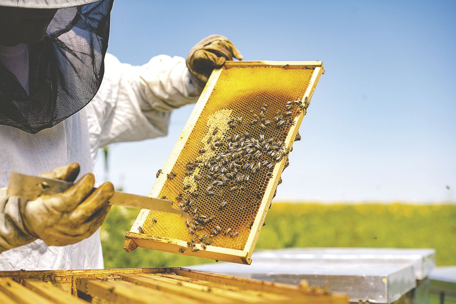 Cooperative Extension Offers Beginning Beekeeping Course | News ...