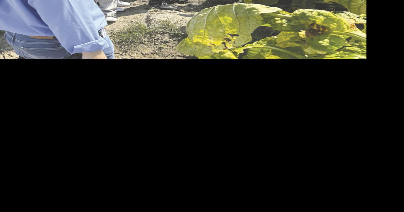 Global Tourists Explore Tobacco Farms in Harnett