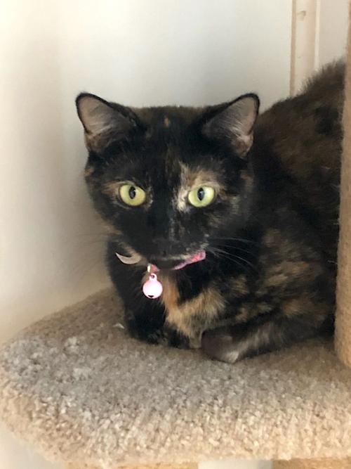 Pet of the week
