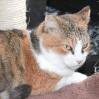 Friendly Cat From Persian Gulf Needs A Home Queen Annes County Myeasternshoremd Com Friendly Cat From Persian Gulf Needs A Home Queen Annes County Myeasternshoremd Com