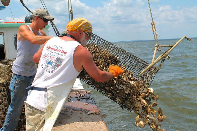 Watermen resume oyster seeding project Kent County
