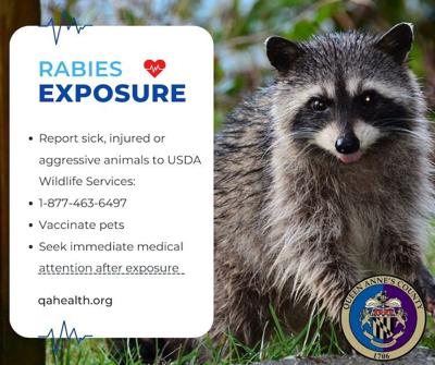 QA officials warn of rabid raccoon attack