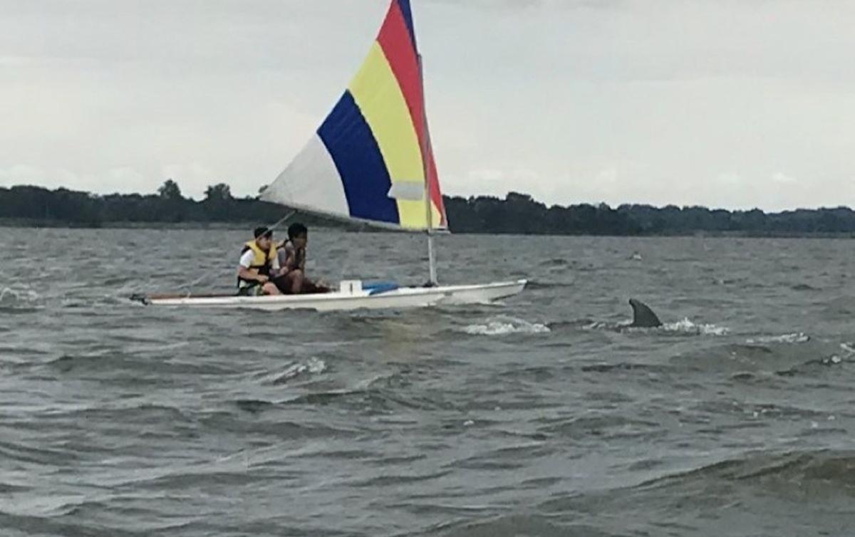 Dolphins Spotted In The Chester River Spotlight