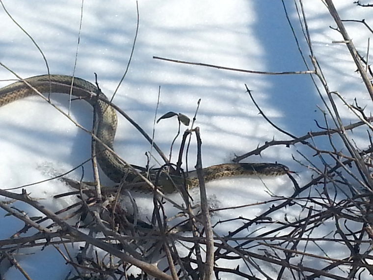 A snake in winter News