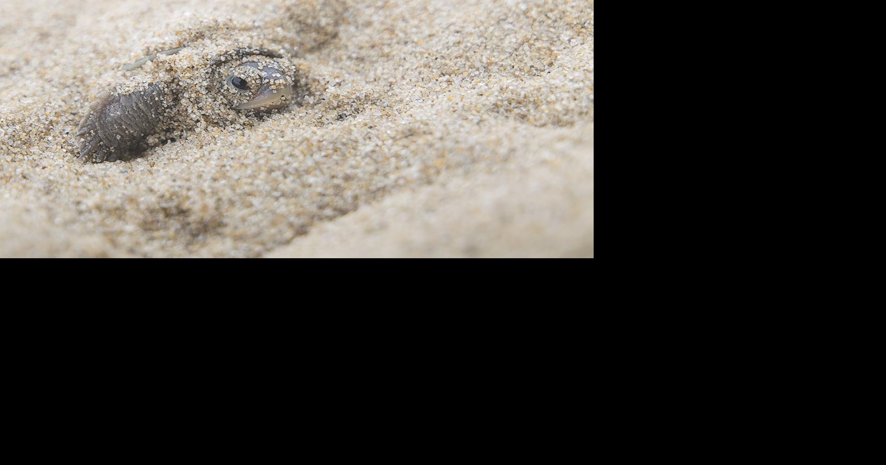 We Must Save Wildlife If We Are Ever Going To Save Ourselves