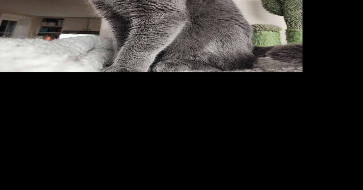 Pet of the Week