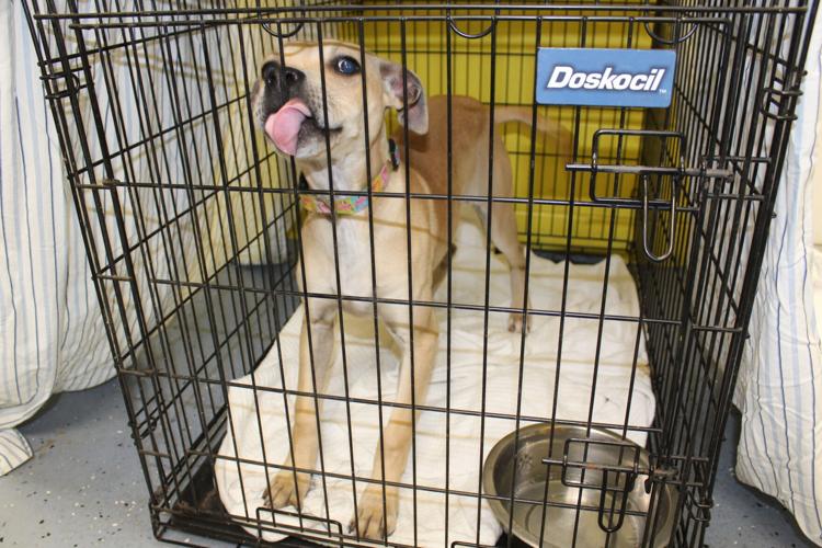 Baywater Animal Rescue needs foster placements | News ...