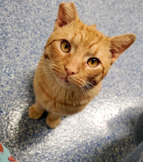 Pet of the week