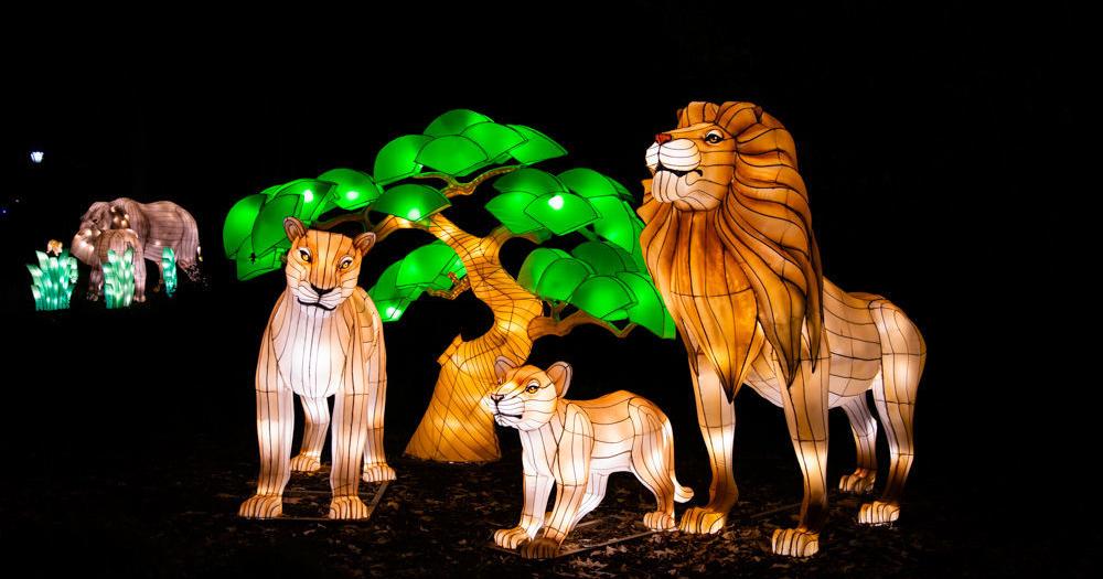 National Zoo the place to be at night during holidays | News | National Zoo the place to be at night during holidays | News |