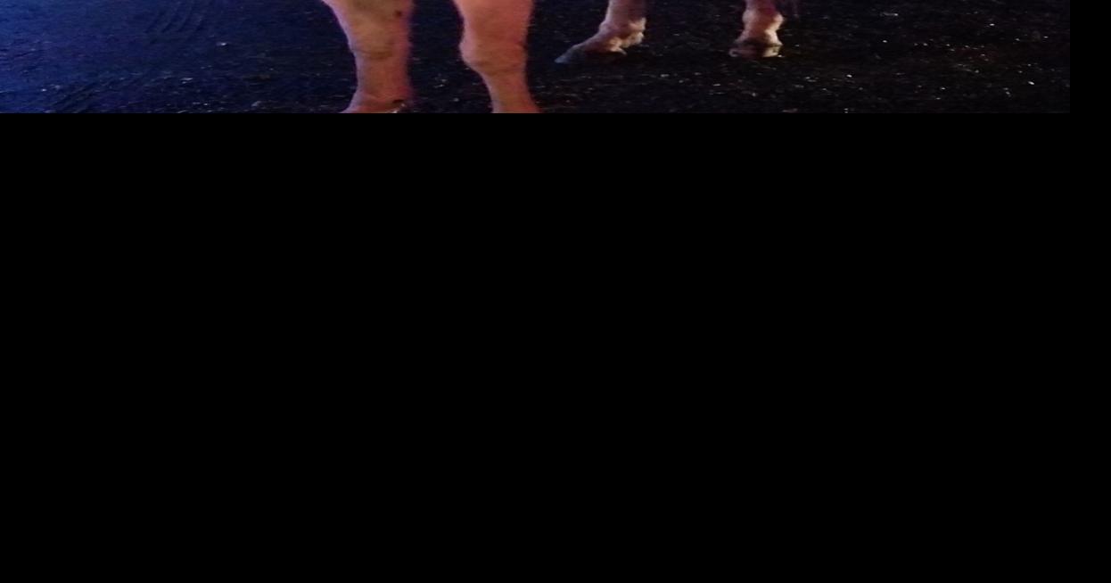 Greensboro visitors to Whoville with annual holiday parade