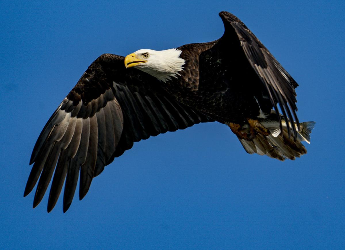 The bald eagles of Conowingo Dam News