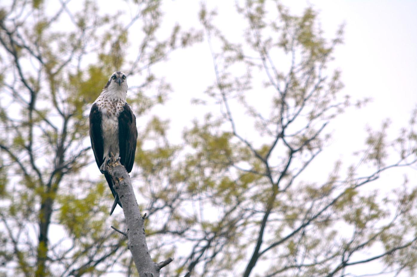 Eye contact with an osprey