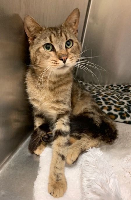 Caroline Humane's Pet of the Week