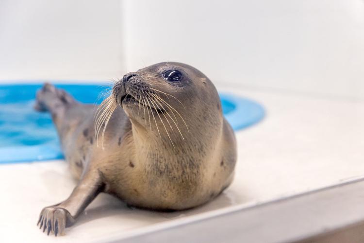 Harp Seal nicknamed Stuart Little joins Eloise at the National Aquarium |  News 
