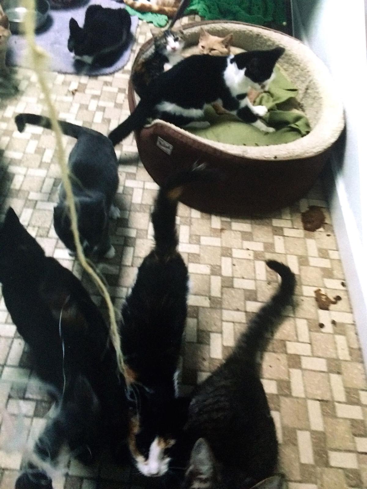 Animal Welfare League Conditions Called Into Question Spotlight