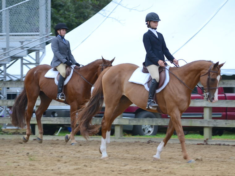 English Horse Show at QA Fair Queen Annes County