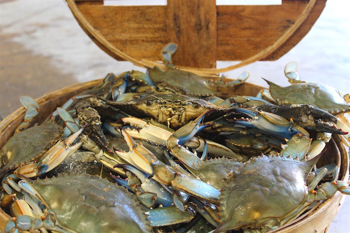 Crab season holding steady News