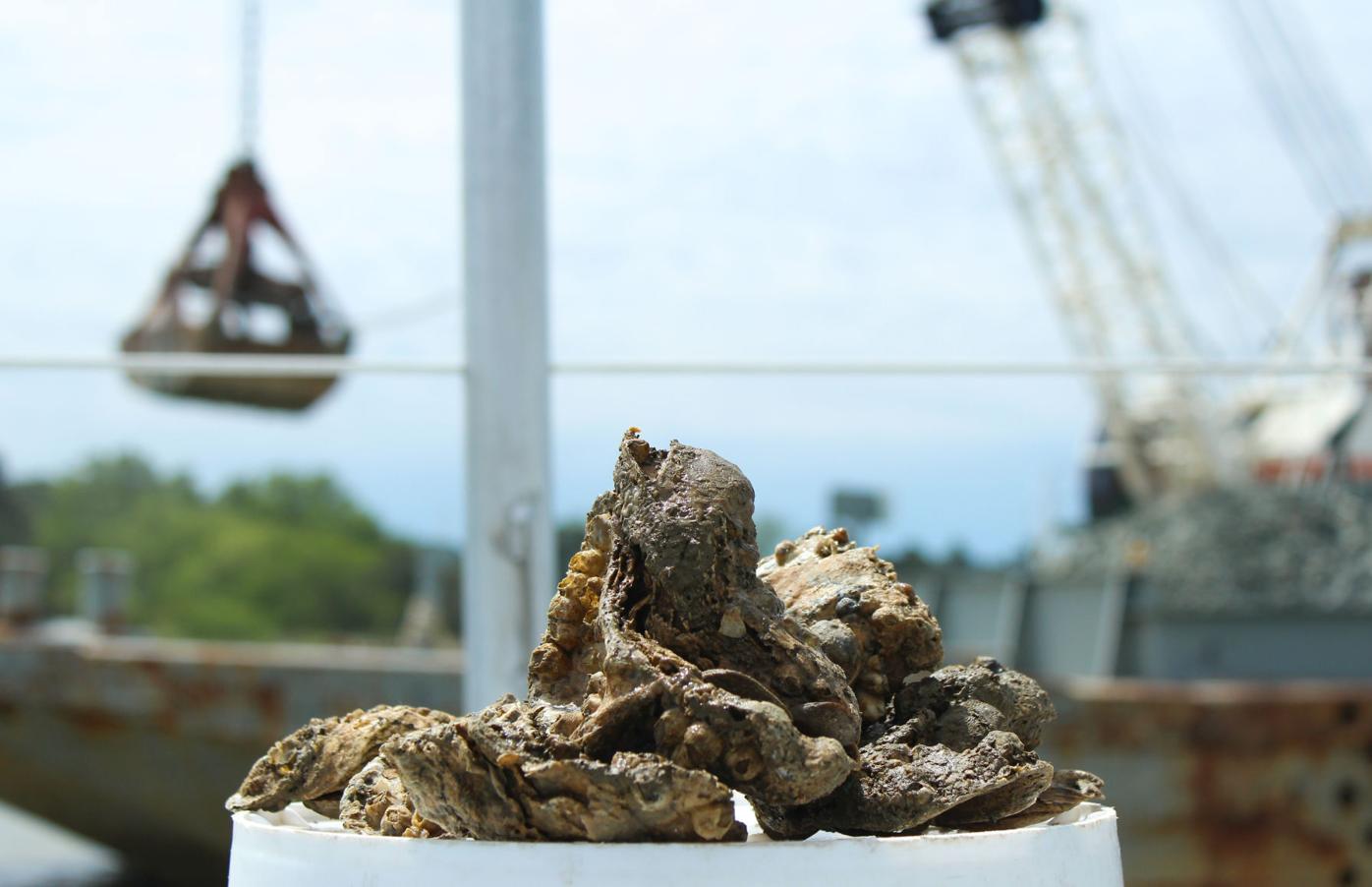 Oyster restoration in Tred Avon River nears completion