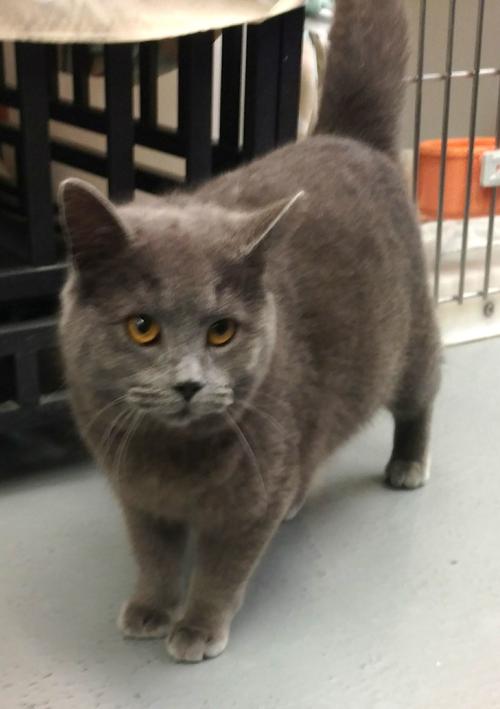 Pet Of The Week News Myeasternshoremd Com