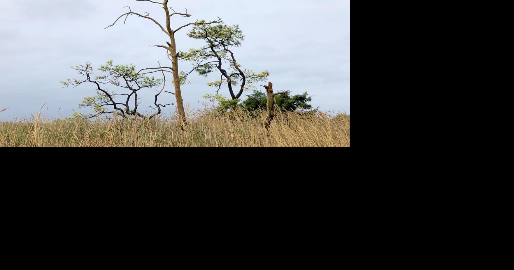 Ghost forests, zombie trees show haunting climate threats to coastal ...