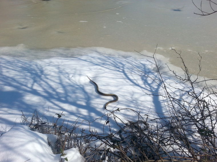 A snake in winter | News | myeasternshoremd.com