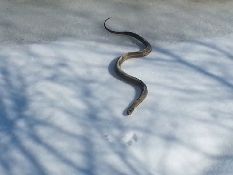 Snake makes a rare winter appearance | Queen Annes County ...