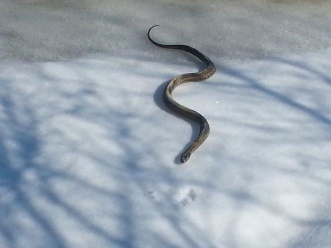 Snake makes a rare winter appearance | Queen Annes County |  