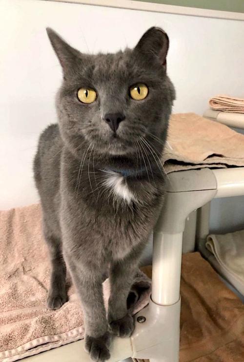 Pet Of The Week News Myeasternshoremd Com