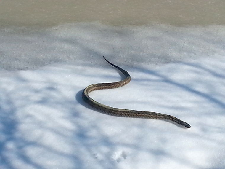 A snake in winter News