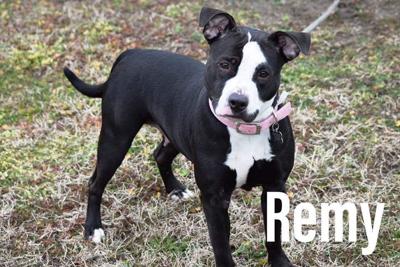 Pet of the Week