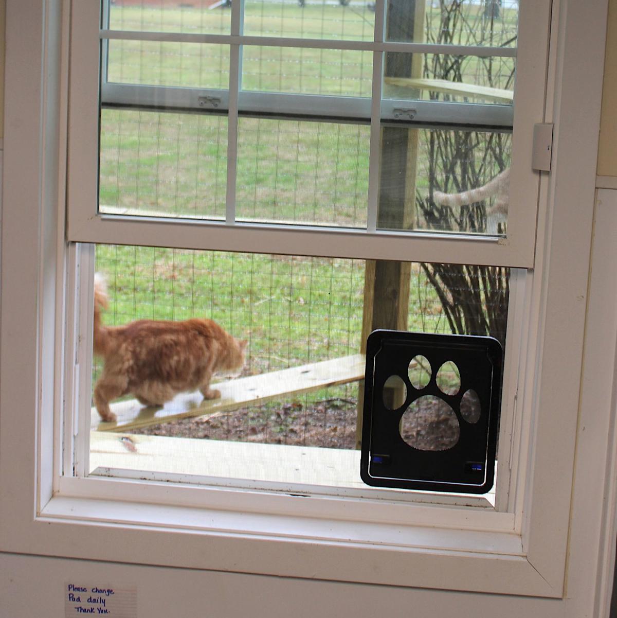 Eagle Scout Project Dedicated At Chesapeake Cats And Dogs News