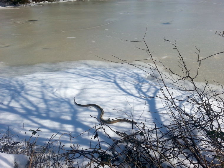 A snake in winter | News | myeasternshoremd.com