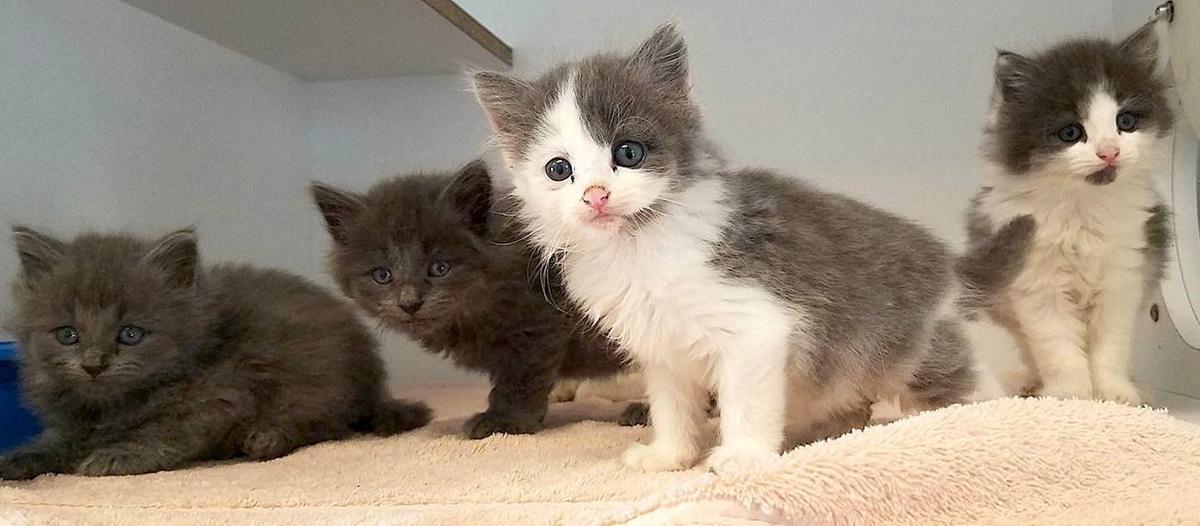Fees For Cats Kittens Waived During July News Myeasternshoremd Com