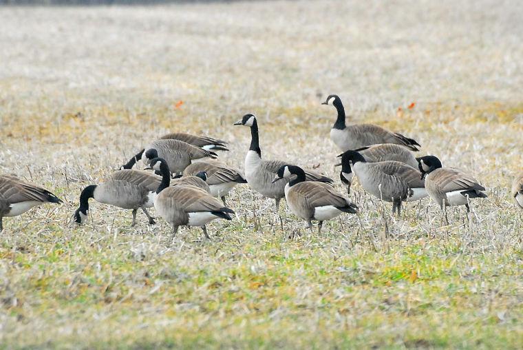 Goose hunting season to open Dec. 20 Spotlight