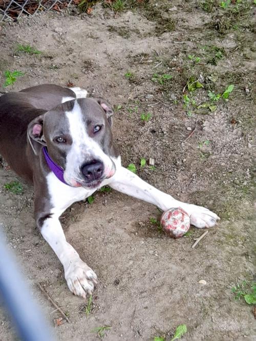 Meet Maya: CCHS Pet of the Week