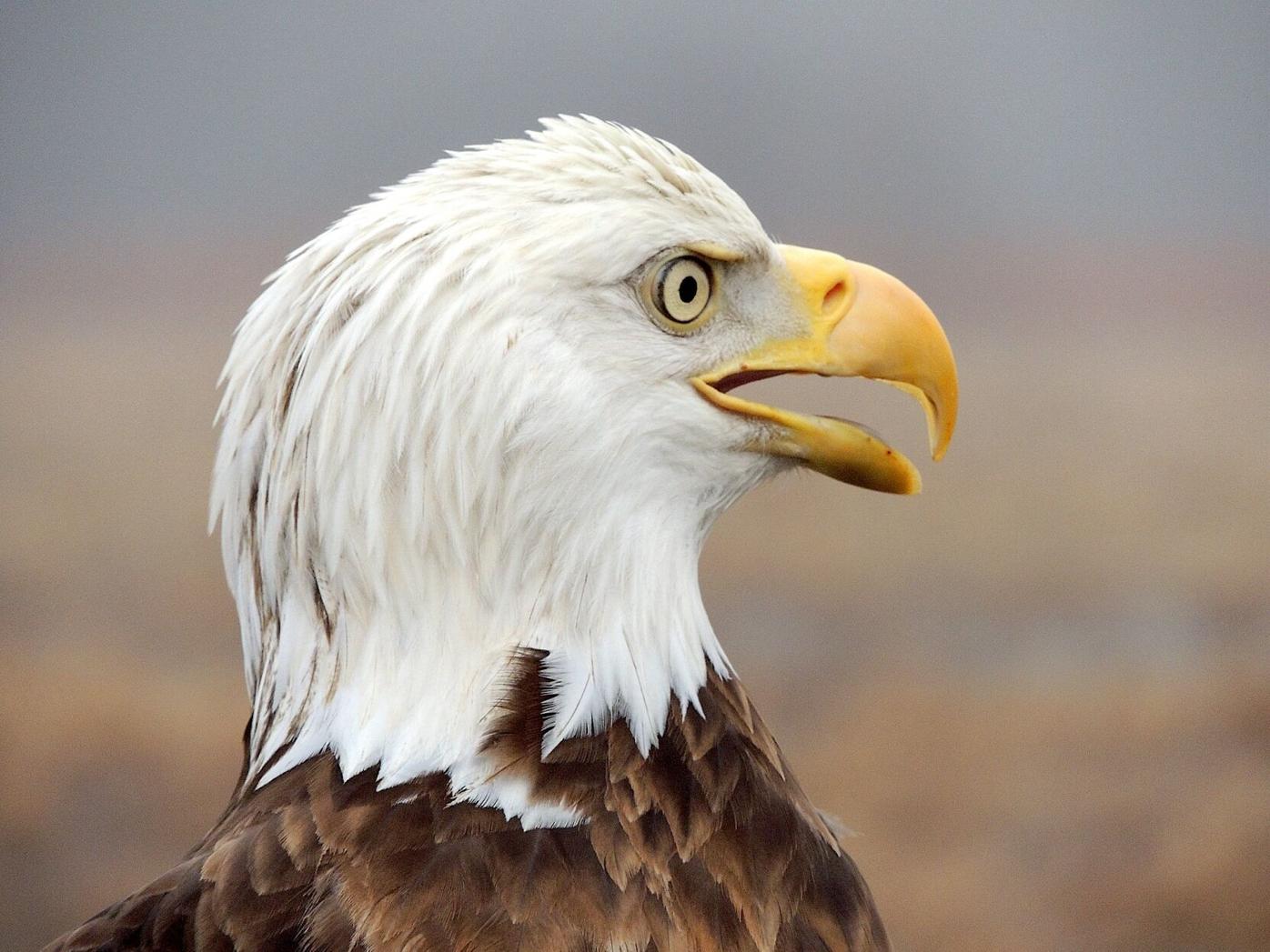 Blackwater National Wildlife Refuge hosts annual Eagle Festival | News | Blackwater National Wildlife Refuge hosts annual Eagle Festival | News |