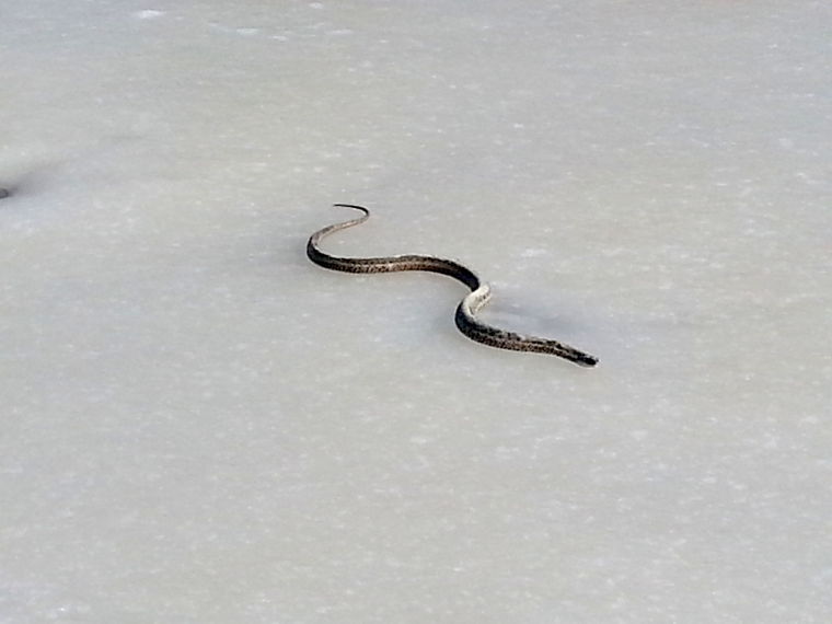 A snake in winter News