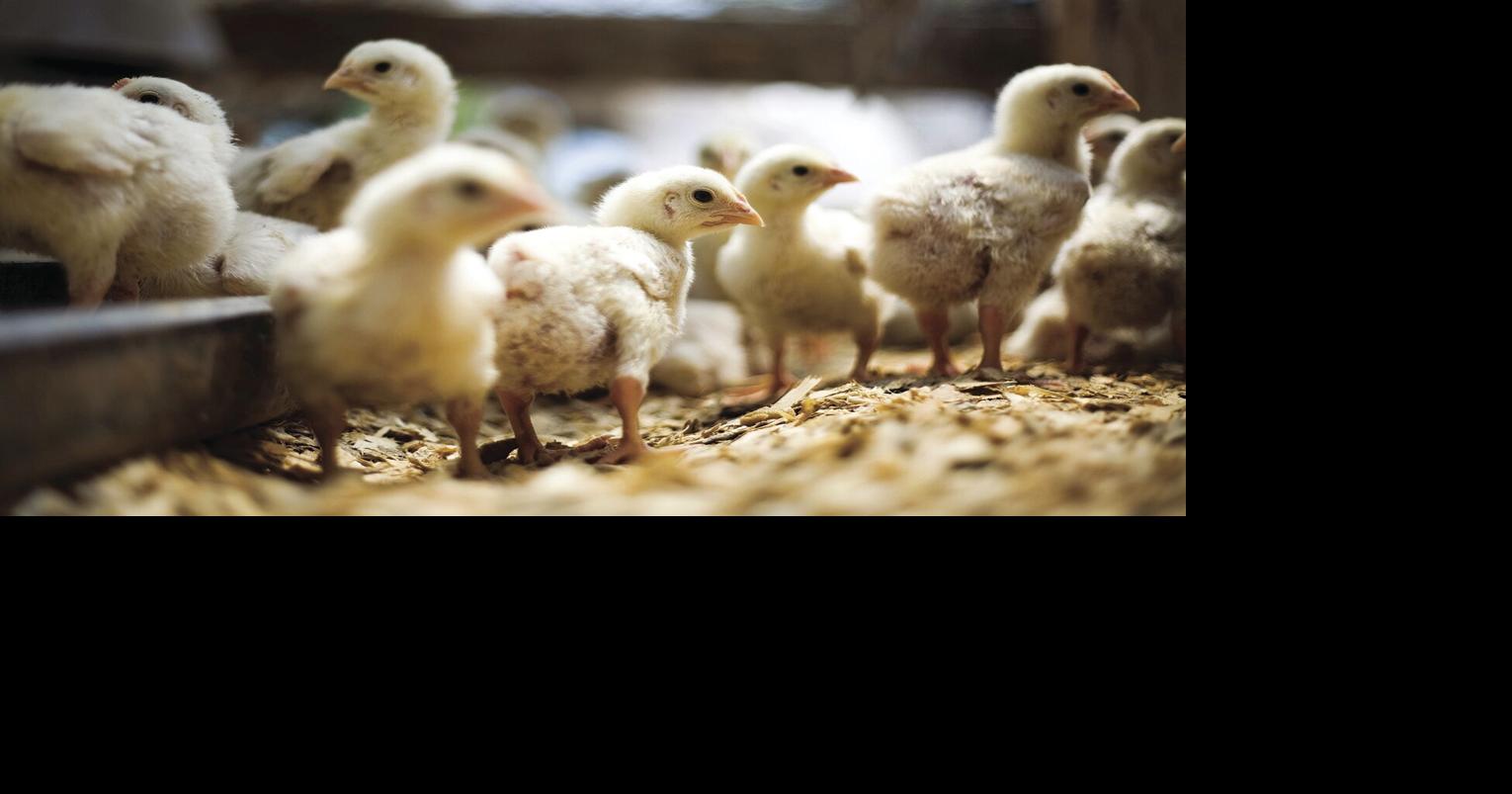 Preliminary testing confirms highly pathogenic Avian Influenza in QAC ...